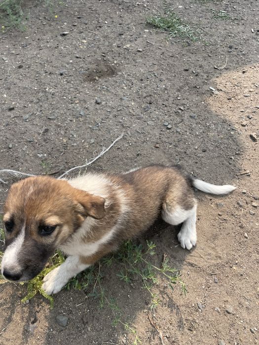 Отдам щенка в хорошие руки