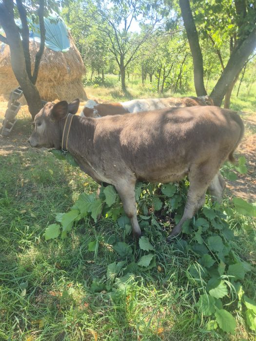 De vânzare doua  vitele de 3 luni jumate