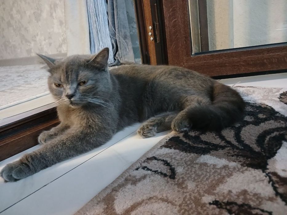 Британская кошка девушка