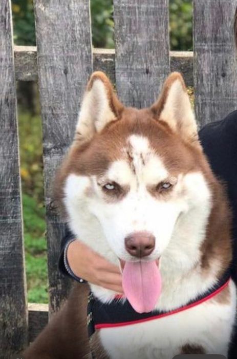 Donez câini husky