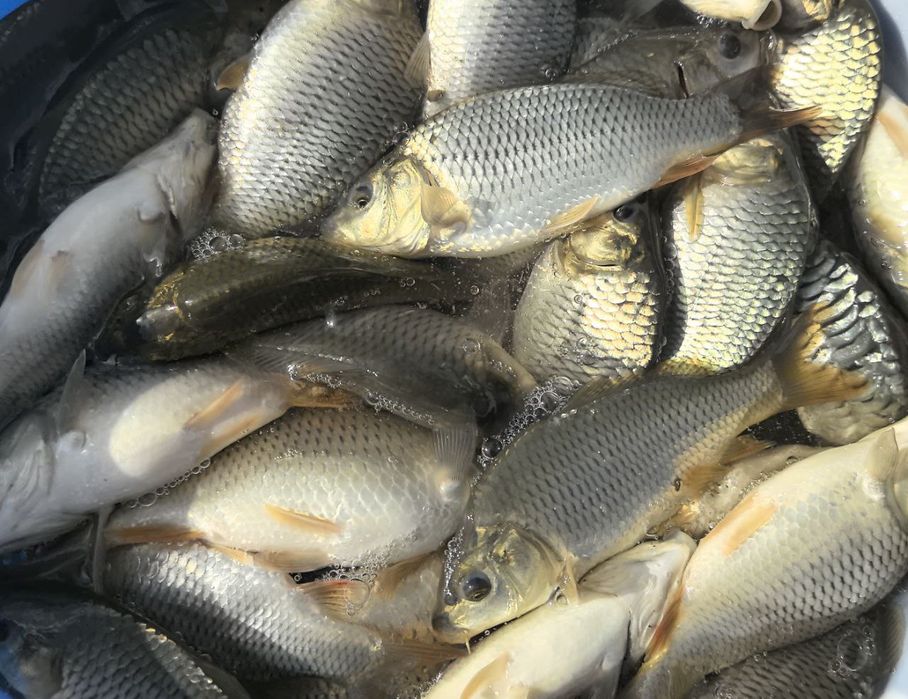 Koproq olsangiz hamyonbop qilib beramiz