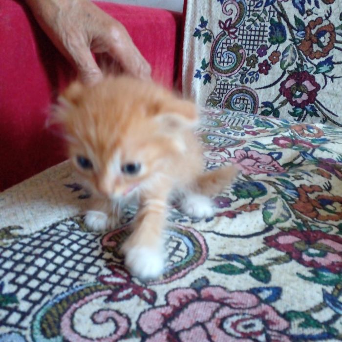 Наши маленькие котята