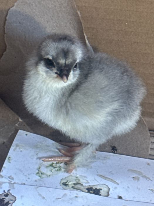 Цыплята домашние