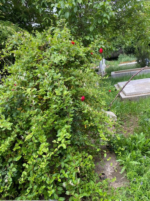 Vand loc de veci - Cimitirul Buziasului