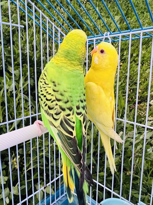 Волнистый папугай