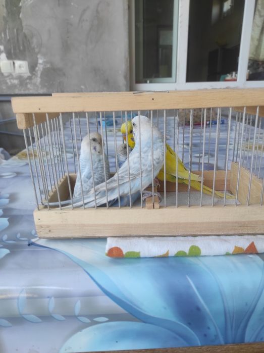 Qushlar sotiladi