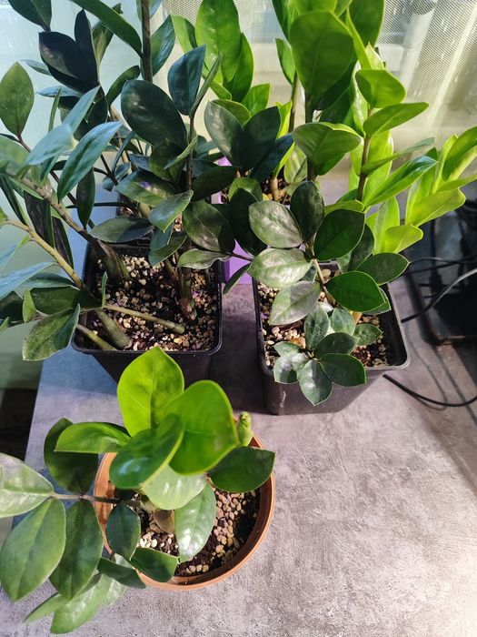 Замиокулькас (или «долларовое дерево»)