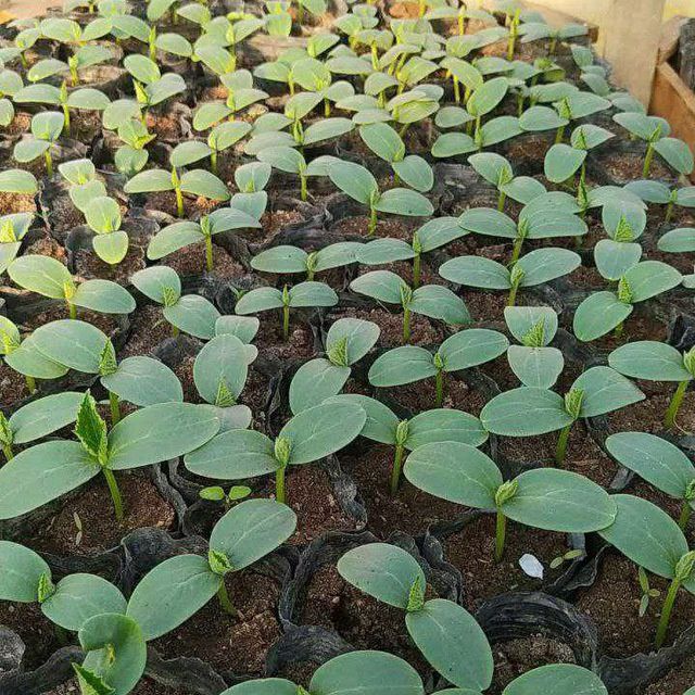 Таёр бодиринг кучатлари бор