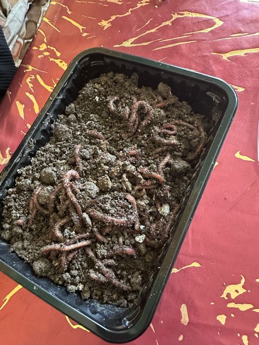 Черви калифорнийские