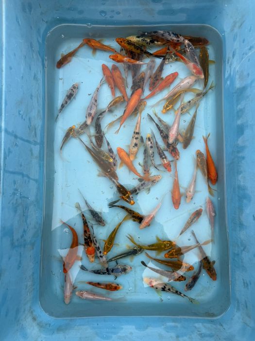 Crap koi standard si butterfly