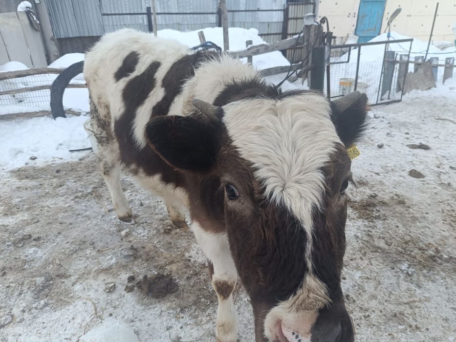 Продам тёлки нетель 5-голов.