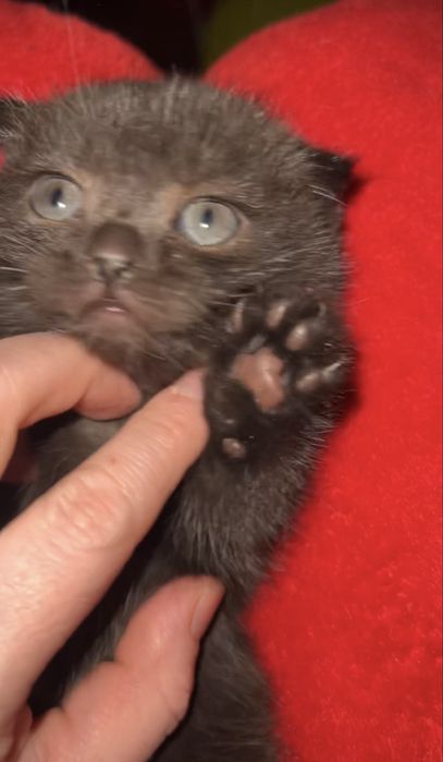 Котенок девочка вислоухая