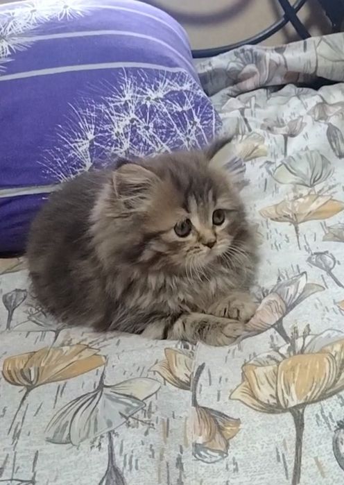 Шикарная Хайленд страйт. Девочка.