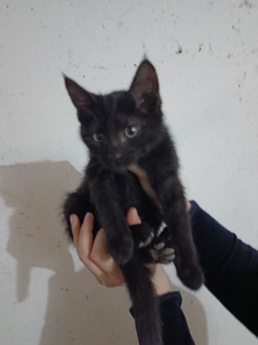 Отдам котят в надежные руки