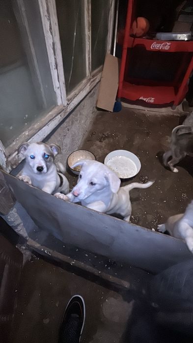 Подаряват се кученца