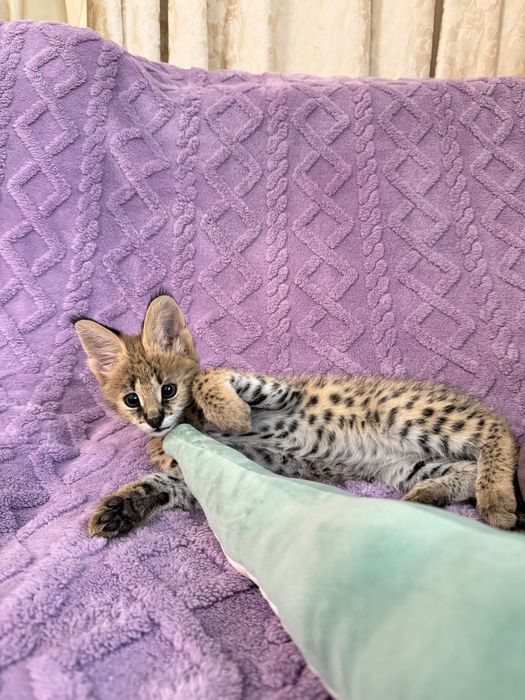 Сервал . Кошечка . Чистокровная