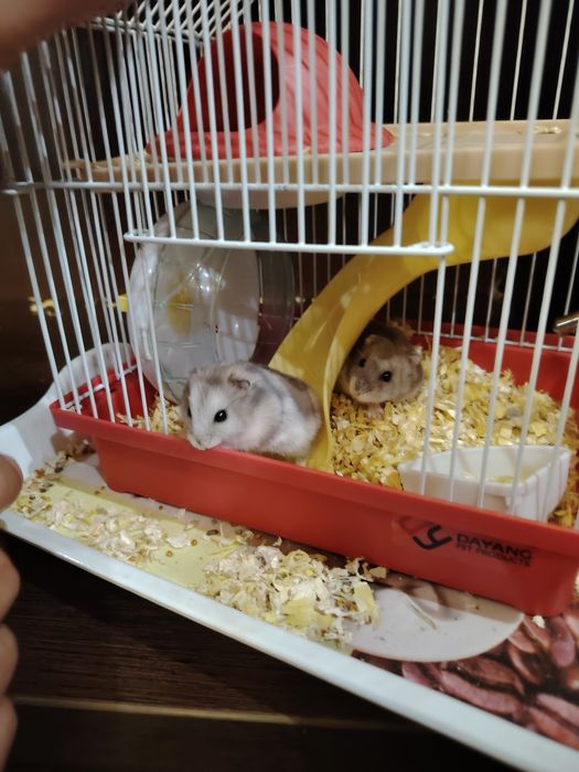 Продам хомяки ! Мальчик + девочка