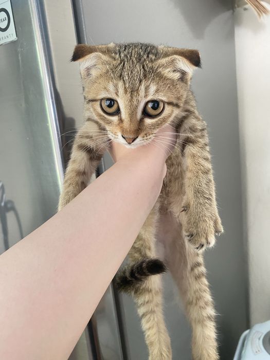Отдам в хорошие руки котенка