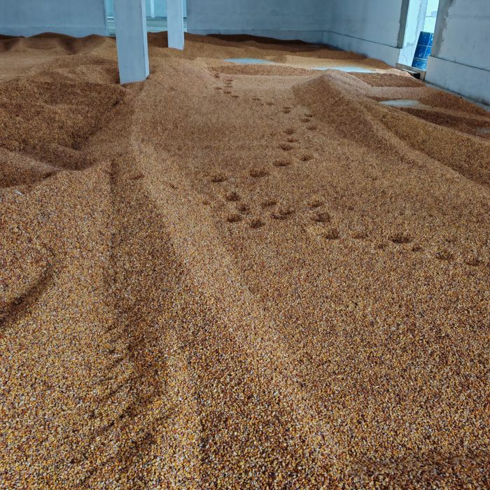 Vand porumb boabe 120 t