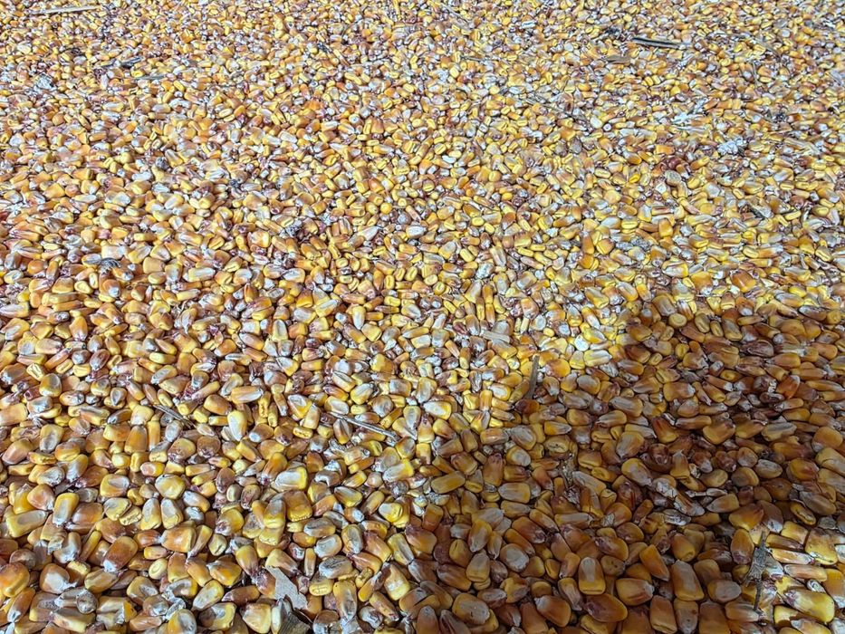 Продам кукурузу в зерне, сухую