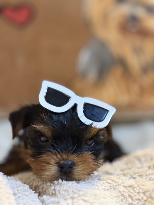 Йорки/Йоркширски териер