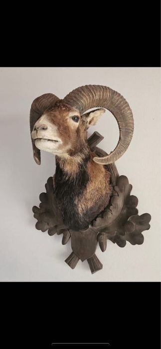 Trofeu muflon naturalizat Germania