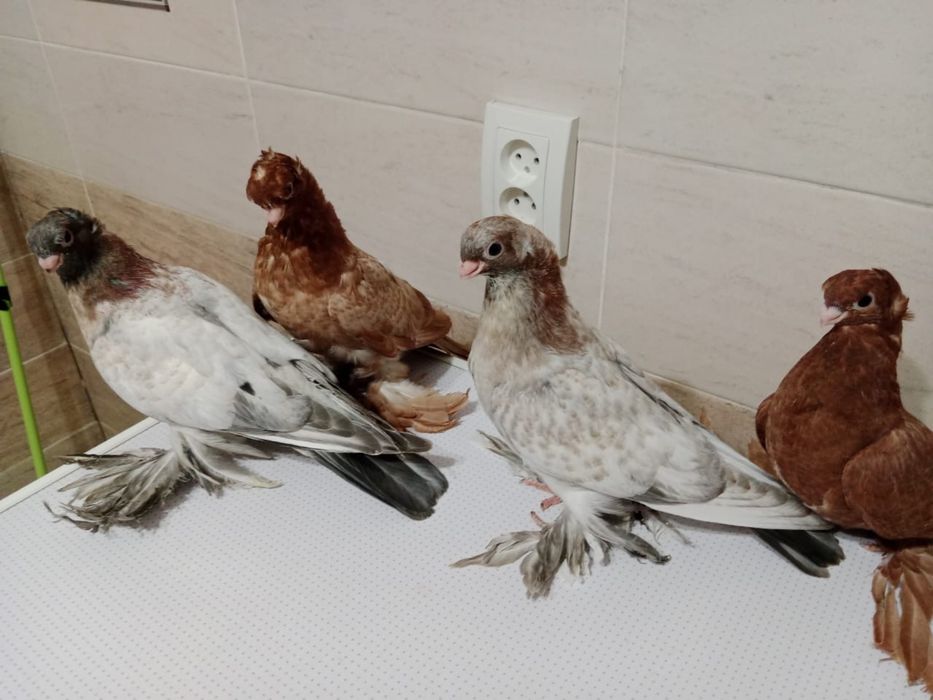 Продам  голубей