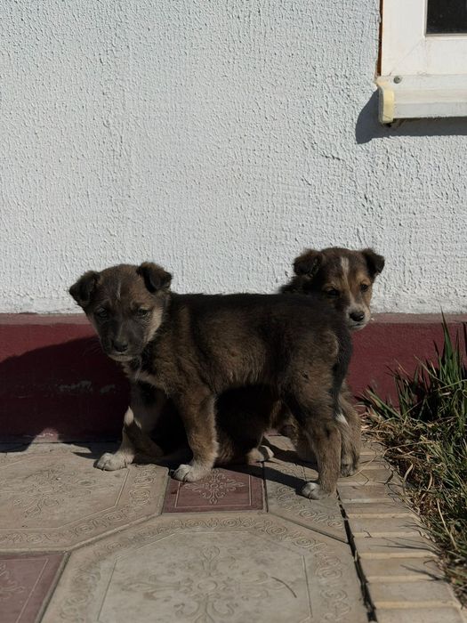 Отдам в добрые руки