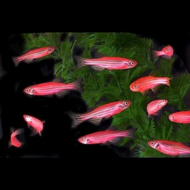 Продам аквариумных рыбок