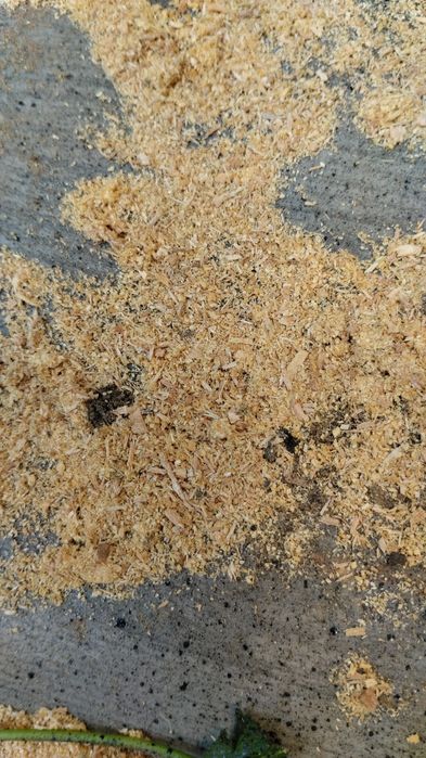 Березовые опилки, в мешках.