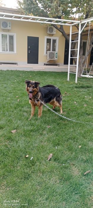 Продаю немецкую овчарку.