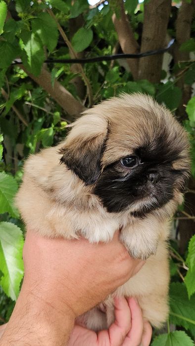 Какой милый пекинес.