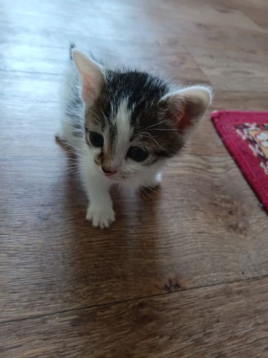 породистые котята