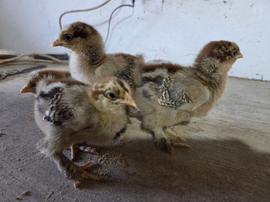 Цыплята брама...