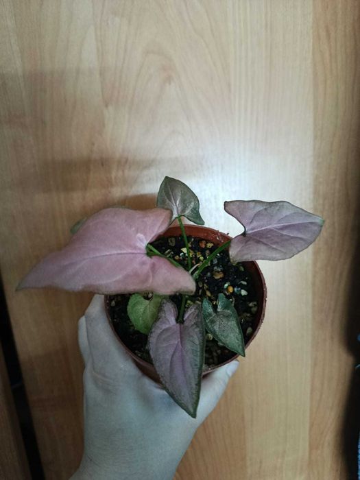 Диффенбахия, фикус, сингониум, замик