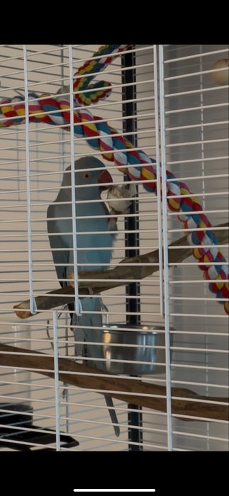 Vânzare Micul Alexandru