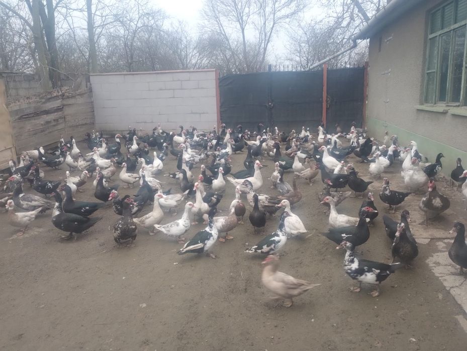 Vand Rate și rățoi