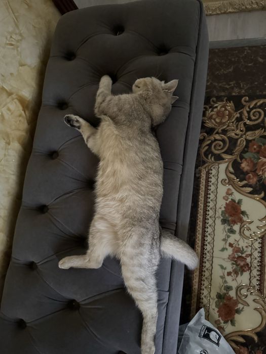 Кошка шотландская