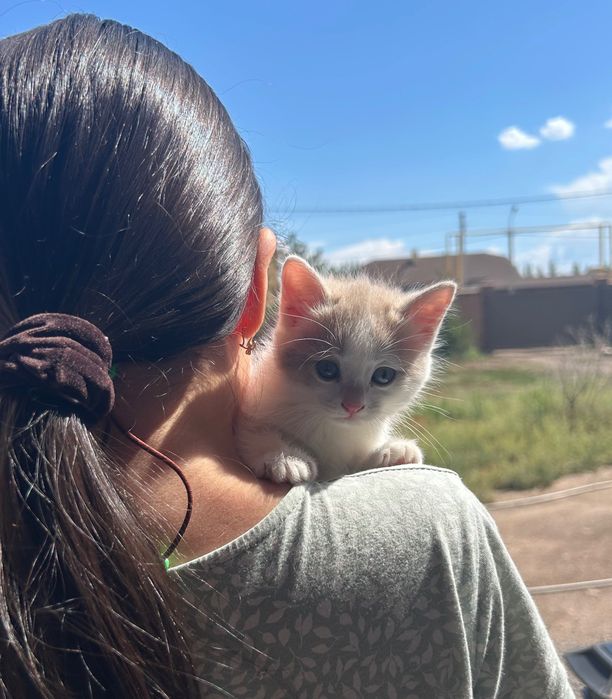 Отдам котенка даром