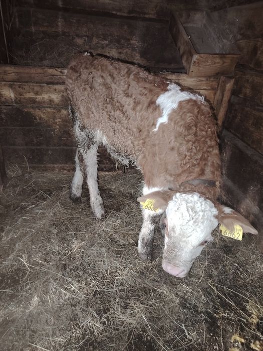 vând 2 vitei baltata românească