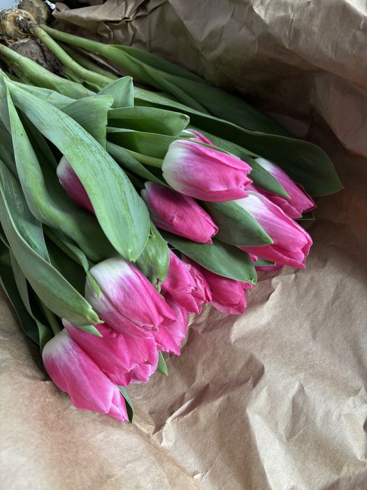 Цветы,тюльпаны свежый