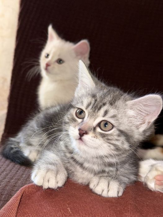 Отдам котенка в добрые руки