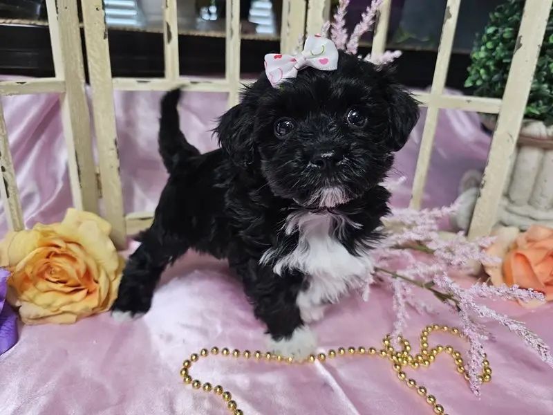 Fetita bichon havanez