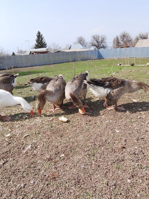 Продам гусей