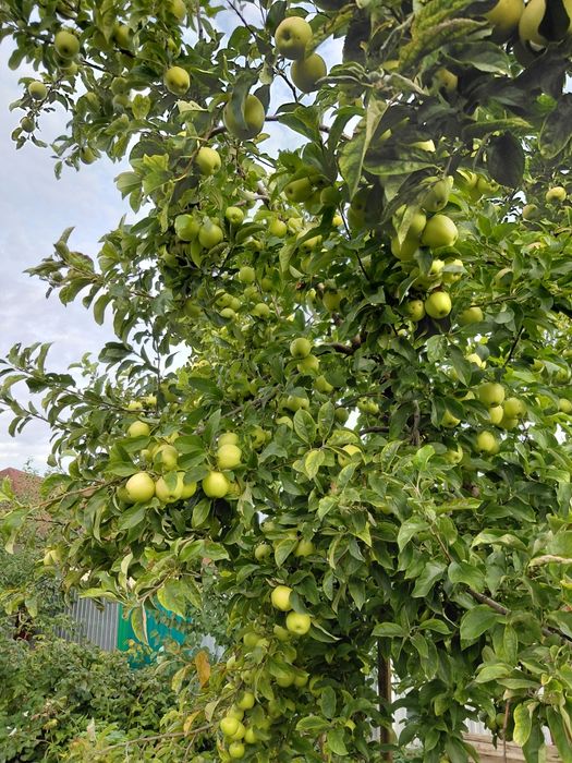 Продам яблоки грушовка осенние