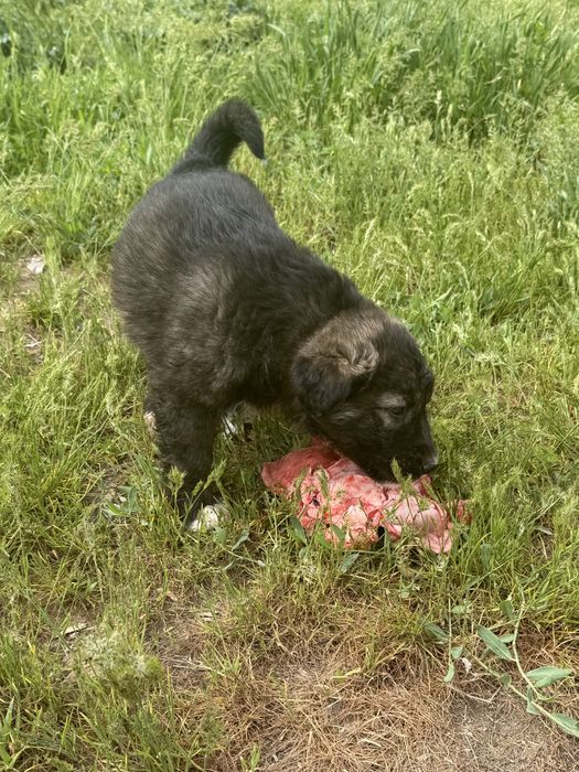 В добрые руки щеночков