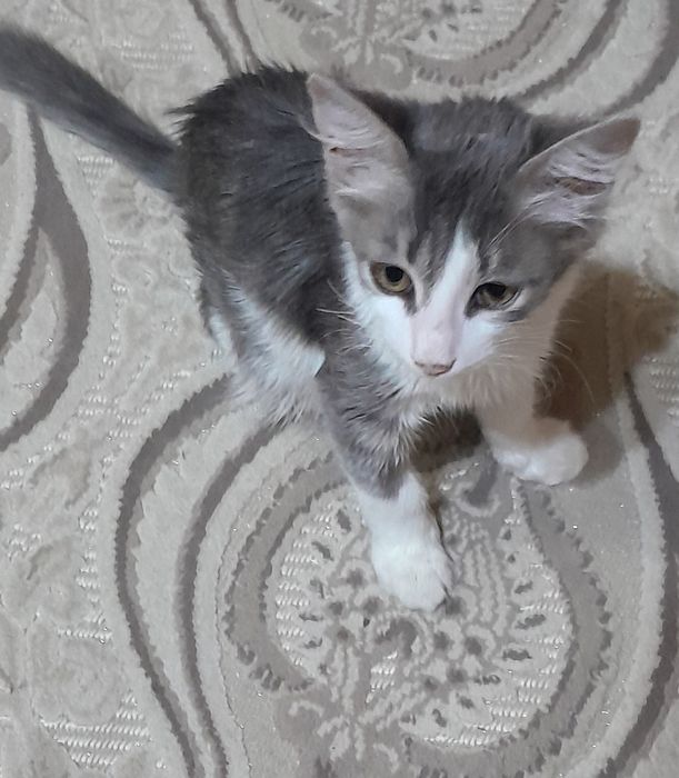 Отдам    даром   котика