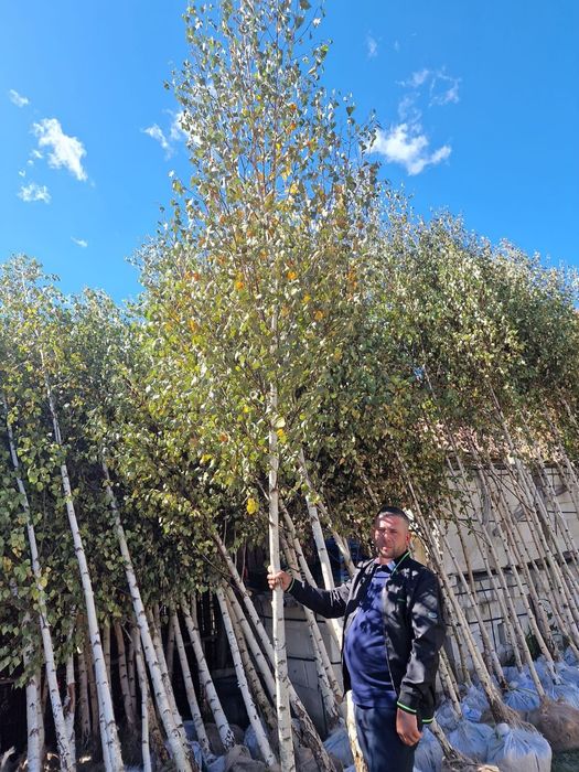 Mesteacăn avem mai multe dimensiuni Transport gratuit