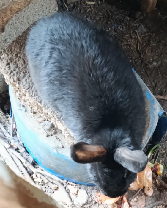 Quyon sotiladi boqiwga goʻwga tayyor boʻgan