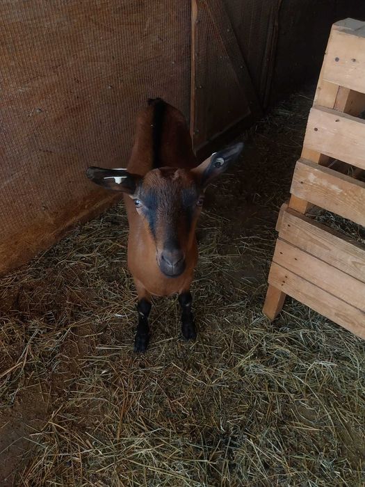 o capra un ied si o iada de 6 luni in Curtisoara, jud. Olt